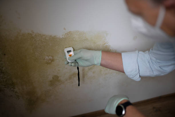Best DIY Mold Remediation Support Services in Madelia, MN