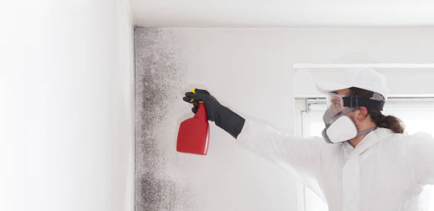 Best Basement Mold Remediation in Madelia, MN