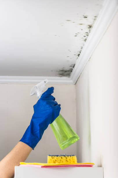 Best Industrial Mold Remediation in Madelia, MN